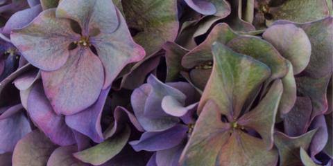 Come curare le ortensie recise e farle durare più a lungo