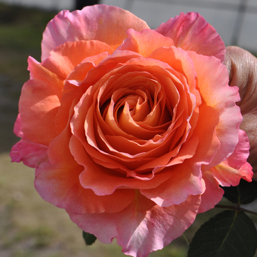 Come curare le rose da giardino: i consigli di Alexandra Farms